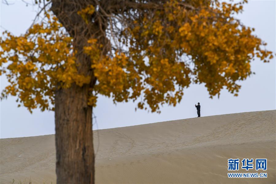 新疆美景：大漠胡杨