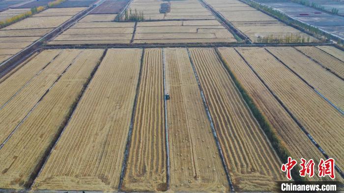 博湖县乌兰再格森乡水稻生产基地位于天山脚下开都河下游。　年磊　摄