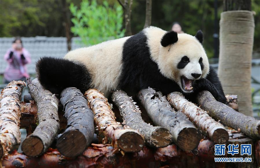 九寨沟甲勿海大熊猫保护研究园
