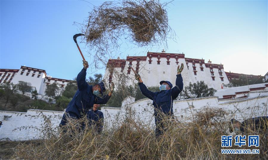 （社会）（6）除草保障布宫安全过冬