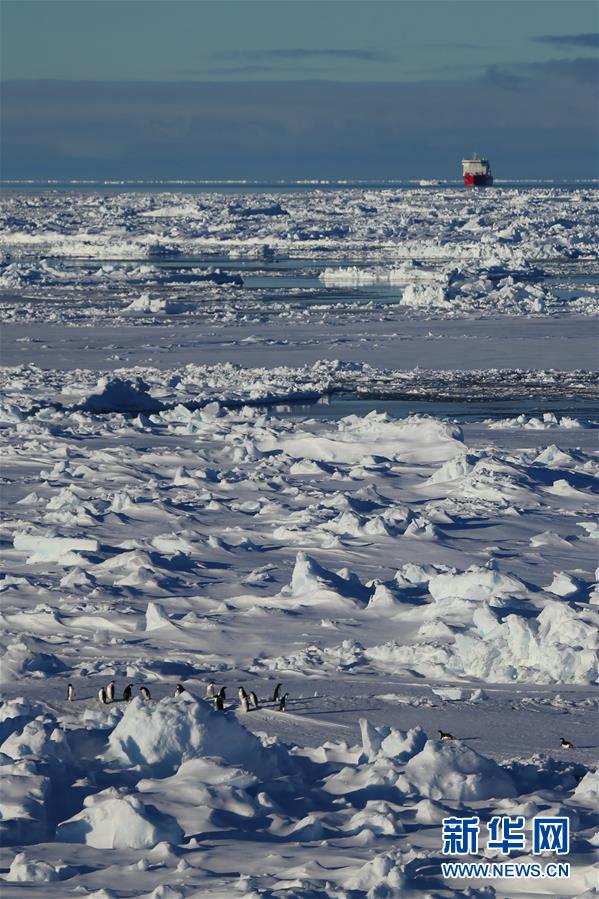 （“雪龙”探南极·图文互动）（3）“雪龙兄弟”在企鹅群注视下穿越南极圈