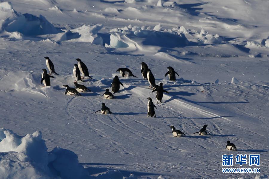 （“雪龙”探南极·图文互动）（2）“雪龙兄弟”在企鹅群注视下穿越南极圈