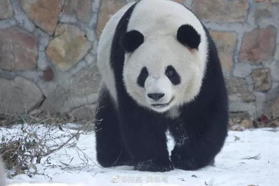 大熊猫萌兰的饭拍
