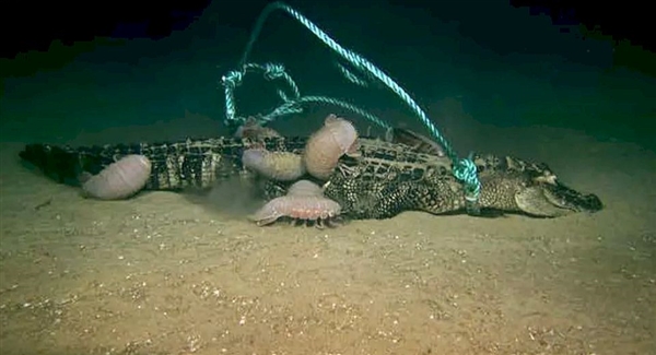 鳄鱼死后扔进深海里会有哪些变化？
