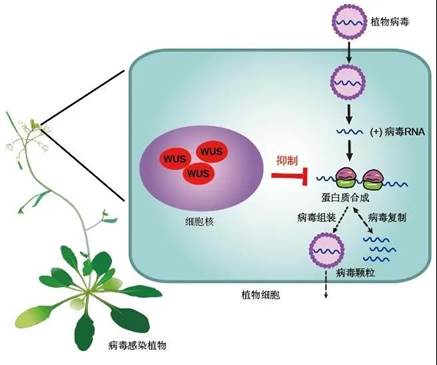 我国科学家揭示了植物干细胞的广谱抗病毒机制