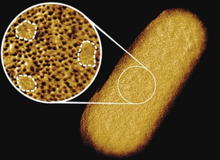 活大肠杆菌迄今最清晰结构图发布 揭示外膜结构
