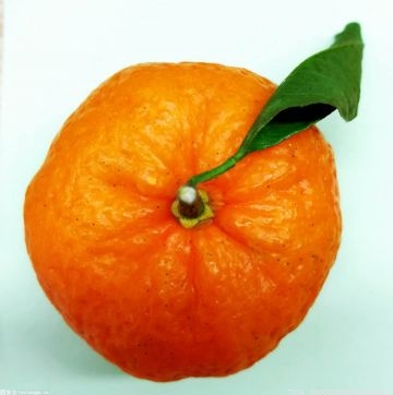 在衢州海关指导下 首批20个集装箱柑橘即将出口东南亚