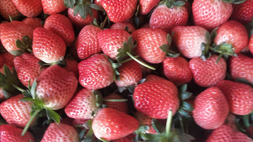 高品质的“红颜”草莓 带动广大种植户增产增收