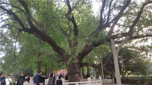 一颗约200岁的皂荚树 是怎样的存在？
