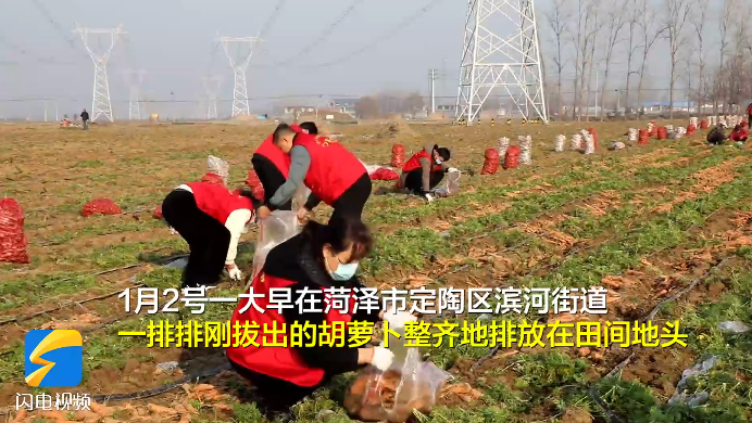 山东省菏泽市5名居民采购10吨胡萝卜支援西安