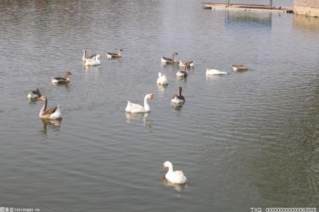 国家一级保护鸟类青头潜鸭 现身阿哈湖