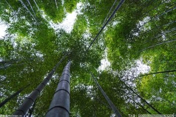 梧桐山10家单位获授牌为“广东十大最美森林旅游目的地”