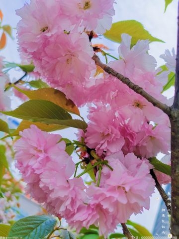 这个春节 请到江津最火的樱花打卡圣地!