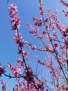 琴亭湖公园杜鹃花争相绽放 花期从2月持续到5月