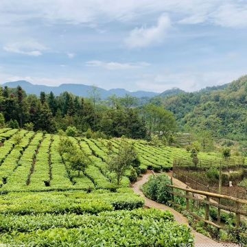 “茶仙子”周颖与网友云端品茶 品的是2022年径山的头采茶！