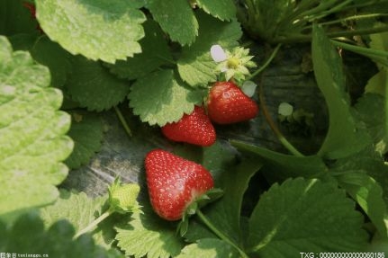 摘草莓的季节是几月份？草莓一般在什么时候采摘？